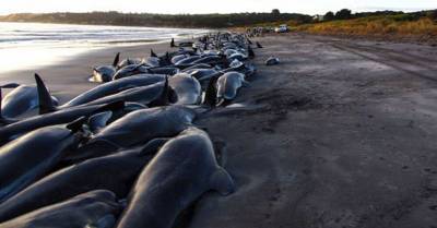 У берегов Тасмании погибли 380 дельфинов, выбросившихся на берег. 50 удалось спасти