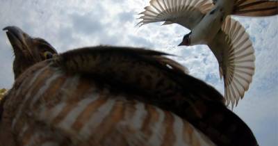 У общающихся перьями птиц обнаружили «диалекты»