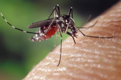 Финская журналистка пожаловалась на петербургских комаров