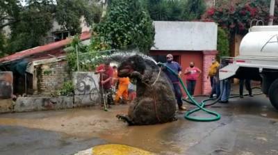 Рабочие вытащили из канализации в Мексике крысу размером с человека - видео
