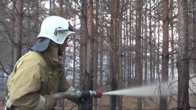 Площадь ландшафтного пожара в Воронежской области выросла до 23 га
