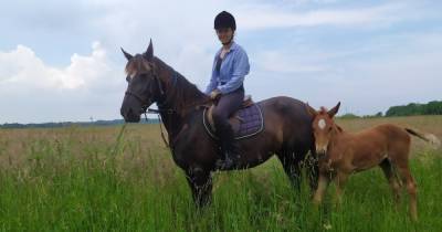 Из конного клуба "Янтарная подкова" за месяц пропали две лошади с жеребятами (фото)