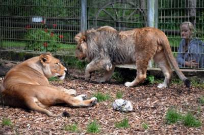 Видео дня: В Одесском биопарке мужчина забрался в вольер ко львам