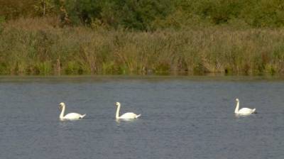 Пензенский пруд стал местом отдыха для белых лебедей