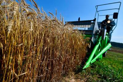 Российской пшенице предрекли глобальное доминирование