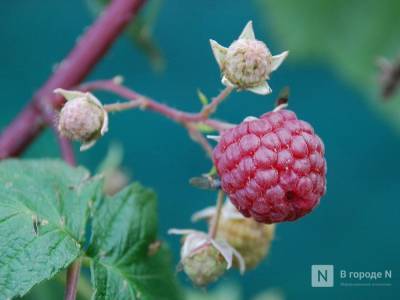 80 га плодовых и ягодных садов появятся в Нижегородской области