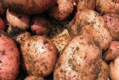 Белорусский картофель назвали небезопасным и не пустили в Псковскую область