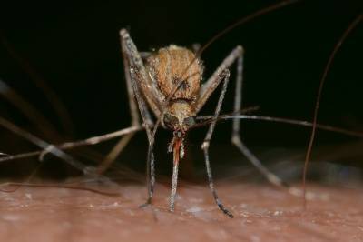 «Атакуют в течение всего дня»: в Турции появился особо опасный вид комаров