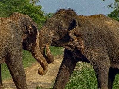 Смертельный поединок двух слонов попал на видео