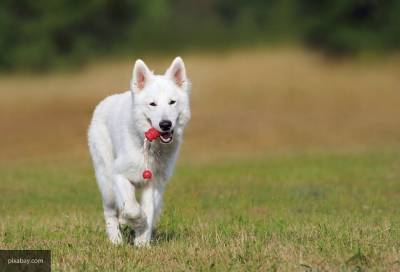 Шведские ученые назвали самую игривую породу собак