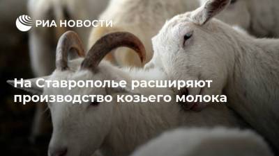 На​ Ставрополье расширяют производство козьего молока