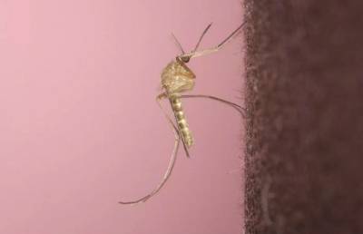 Особо опасный вид комаров появился в Турции