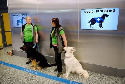 В аэропорту Хельсинки начали проверять пассажиров на коронавирус с помощью собак