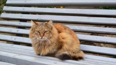 Вопрос выживания котов в подвалах домов Петербурга снова вызывает споры