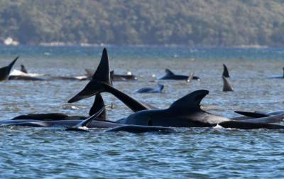 У берегов Австралии зафиксировали массовую гибель китов