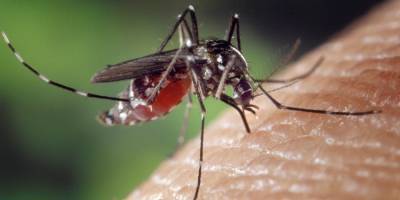 Гила Гамлиэль - В Израиле обнаружили комаров-переносчиков лихорадки Западного Нила - detaly.co.il - Израиль