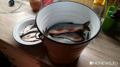 Эксперт сравнил полезность пресноводной и морской рыбы