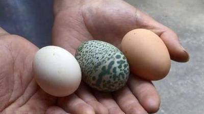 Курица в Китае снесла зеленое яйцо и поставила в тупик фермера