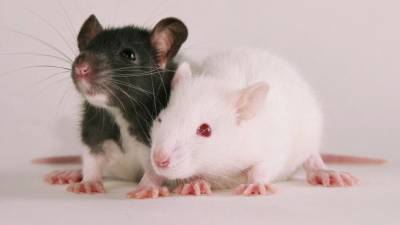 Честнее людей: Ученые научились понимать животных путем опытов на крысах