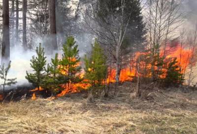 За сутки в России потушили 13 природных пожаров