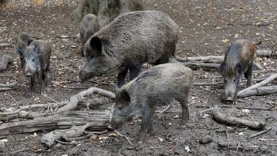 В США испугались нашествия диких свиней
