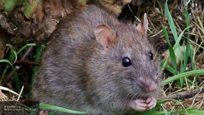 Британские ученые узнали, как крысы реагируют на щекотку