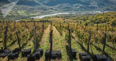 Ртвели 2020: в Грузии переработано 148,3 тысячи тонн винограда