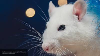 Британские ученые выяснили, каким крысам нравится щекотка