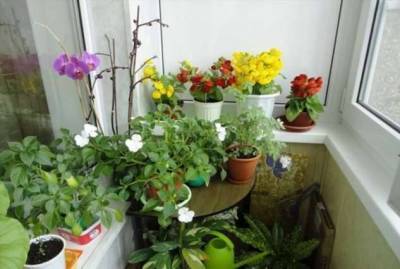 11 холодоустойчивых растений, которые можно выращивать на балконе до заморозков