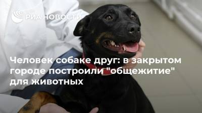 Человек собаке друг: в закрытом городе построили "общежитие" для животных