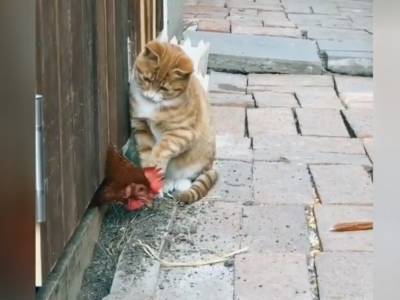 Смешной ролик из Сети: кот проучил курицу за за своеволие