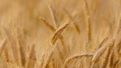 России предрекли глобальное доминирование на рынке пшеницы