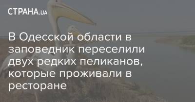 В Одесской области в заповедник переселили двух редких пеликанов, которые проживали в ресторане