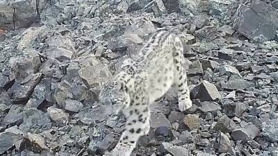 В Алтайском заповеднике фотоловушка зафиксировала момент игры котят снежного барса