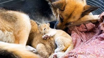 Уникальный случай: собака стала матерью для двух брошенных львят (видео)