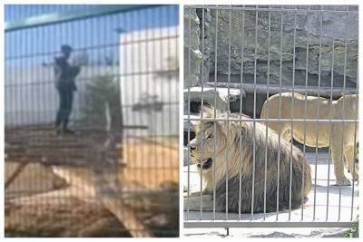 В одесском зоопарке мужчина забрался в клетку со львами: видео облетело сеть