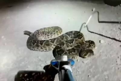 Смертельно опасная змея приняла опытного дрессировщика за еду и укусила его - lenta.ru - Австралия - штат Южная