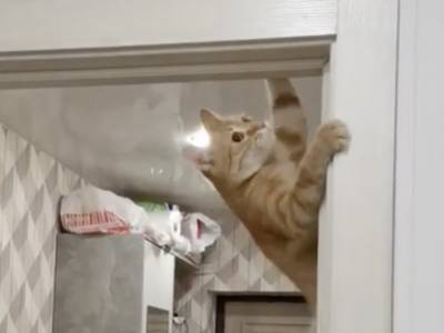 Кошка-«скалолаз» невероятным способом открыла двери и рассмешила соцсети