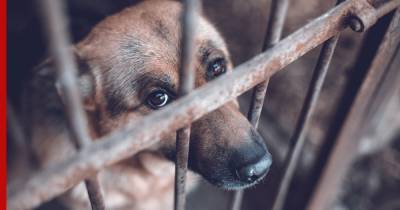 Проект о запрете изъятия домашних животных за долги внесли в Госдуму