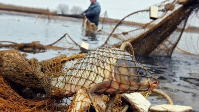 Два браконьера в Тверской области выловили 200 голов рыбы и пытались дать взятку инспектору Росрыболовства