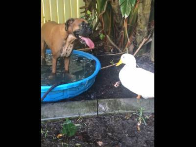 Утка приняла предложение друга-пса порезвиться в бассейне – смешное видео