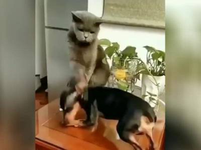 Кошка учила уму-разуму собаку и напугала его: смешной ролик заставил смеяться почти миллион зрителей