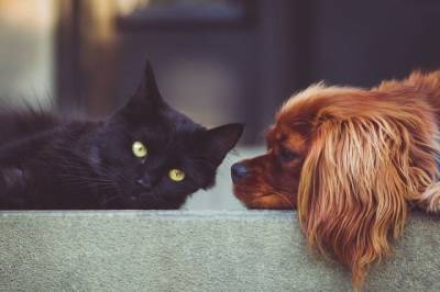 В Госдуму внесён законопроект о запрете изымать домашних животных за долги