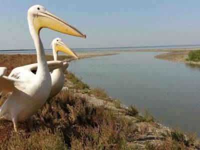 В Одесской области в заповедник переселили редких пеликанов