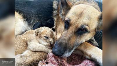 Немецкая овчарка спасла двух брошенных львят в Приморье