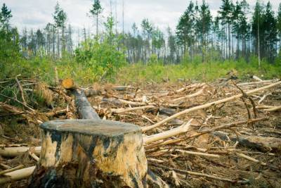 В Томской области с 2018 года за нарушения в лесной сфере возбудили 75 уголовных дел