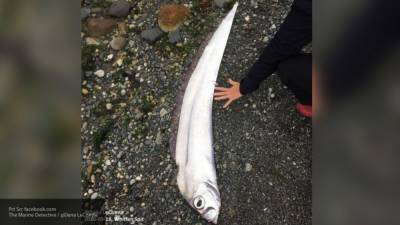 Редчайшего лососевого короля нашли на канадском острове Ванкувер