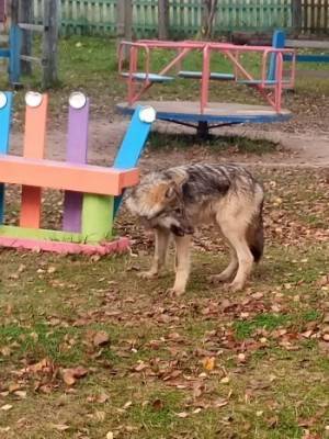 В Нюксенском районе волк забрался в детский сад среди бела дня (фото)
