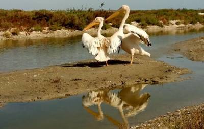 На Одесчине пеликанов переселили из ресторана в заповедник