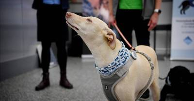 Собаки начали "вынюхивать" COVID-19 у пассажиров в аэропорту Хельсинки